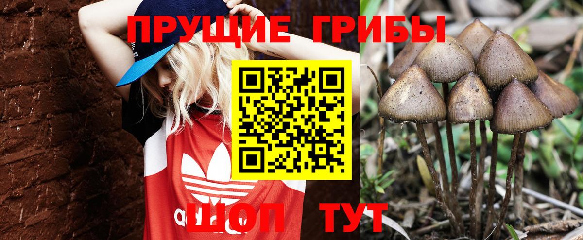 Галлюциногенные грибы Psilocybe  Вход с VPN  Нижнеудинск 